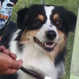 Australian Shepherds from Tye-Dyed Aussies