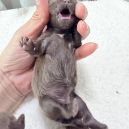 Girl 3 - Chocolate female Shih Tzu puppy in Ocala, Florida from Mimi's Shih-tzus of Ocala