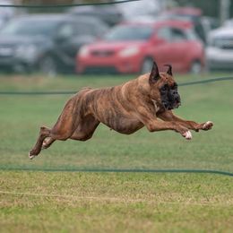 Boxers from Bridlewood Boxers