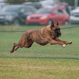 Boxers from Bridlewood Boxers