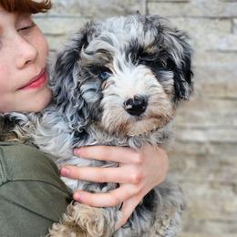 Seine Loire - Blue merle female Bernedoodle puppy in Marshall, Michigan from Whispering Aspen Homestead