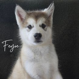 Feyre - Sable and white Alaskan Malamute puppy in Alabama from Sunset Malamutes