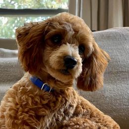 Poodles from Ruby D. Farms