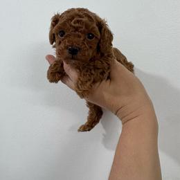 Chloe - Apricot female Poodle puppy in Houston, Texas from Texas Toy Poodles