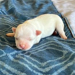 Rio - Cream male Chihuahua puppy in Menifee, California from Lane’s Little Long Coats