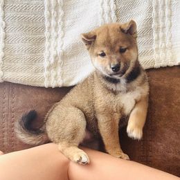 Kurt - Red male Shiba Inu puppy in Trenton, Nebraska from Prairie Shibas