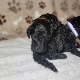 Poodle Puppies from Blue Paws Kennel