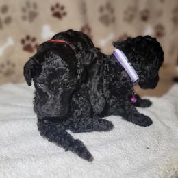 Poodle Puppies from Blue Paws Kennel