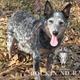 Ellie - CKC, Embark DNA