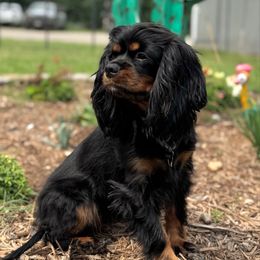 Fancy - Cavalier King Charles Spaniel