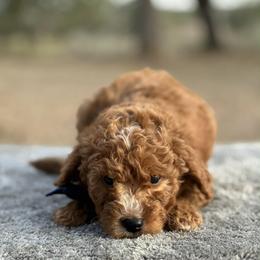 Boy 3 - Red  male Goldendoodle puppy in Cuero, Texas from Firestorm Kennel