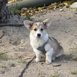 Girl 2 - Sable female Pembroke Welsh Corgi puppy in Tehachapi, California from Trotter Hill Farms