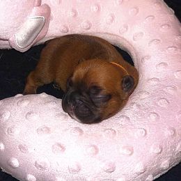 French Bulldog Puppies from Ma Chérie French Bulldogs