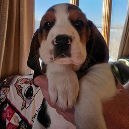 Basset Hound puppies from Blissful Basset Hounds