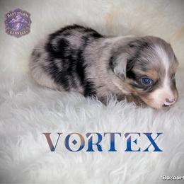Vortex - Blue merle male Miniature Australian Shepherd puppy in Lubbock, Texas from Baby Storm Kennels