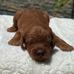 Girl 1 - Red  female Goldendoodle puppy in San Diego, California from Goldendoodles & Poodles of San Diego