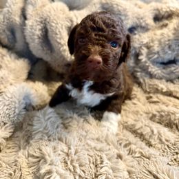 Girl 1 - female Lagotto Romagnolo puppy in North Augusta, South Carolina from Carolina Lagotto