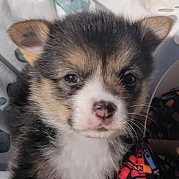 Crayola bandana boy - Black and tan male Pembroke Welsh Corgi puppy in Cherokee, Oklahoma from MCS Farms-OK