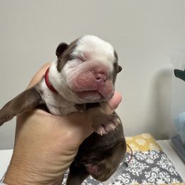 Boy 1 - Chocolate tri-color male Bulldog puppy in Cumming, Georgia from Happy Place Kennels
