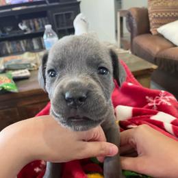 Cadet - Gray male Cane Corso puppy in San Isidro, Texas from MTZCC Ranch, LLC