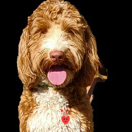 Bourbon - Australian Labradoodle