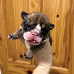 Boy 3 - Red male Bulldog puppy in Wolf Creek, Oregon from Dejah Bleu Bulldogs