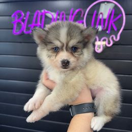 Glitter - Gray and white female Pomsky puppy in La Verne, California from Red Cedar Pomskies