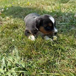 Biggs - Black tri-color male Australian Shepherd puppy in Otis, Oregon from Heritage Hill Aussies