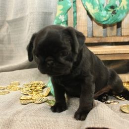 Pug Puppies from Paws In The Valley