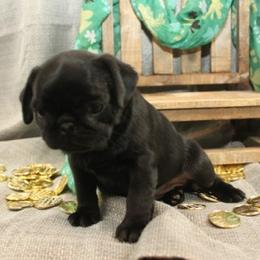 Pug Puppies from Paws In The Valley
