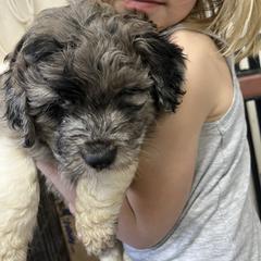 Walker - Gray male Pyredoodle puppy in Prescott, Washington from Washington Pyredoodles