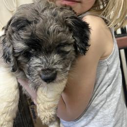 Walker - Gray male Pyredoodle puppy in Prescott, Washington from Washington Pyredoodles