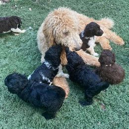 Labradoodle Puppies from Lavender Doodles
