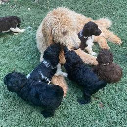 Labradoodle Puppies from Lavender Doodles