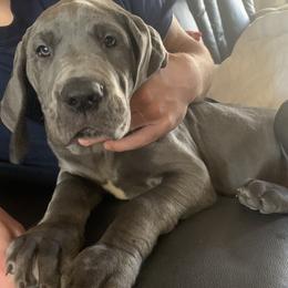 Great Danes from Leslie Woodard's Great Danes