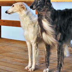 Borzois from MHD Borzoi