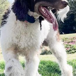 Assorted Doodle Crosses, Goldendoodles, Poodles, and Siberian Huskies from Southern Snow Dogs / StJohn Goldendoodles and Poodles