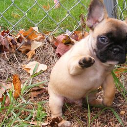 French Bulldogs from Piper French Bulldogs