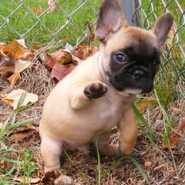 French Bulldogs from Piper French Bulldogs