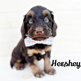 Hershey - Chocolate male Australian Labradoodle puppy in Harrisonville, Missouri from Blessed Day Doodles