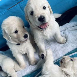 Golden Retrievers from Hearts of Gold Puppies