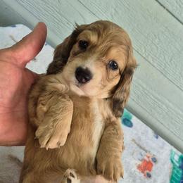 Rumi - Cream female Dachshund puppy in Randolph, Texas from Spindle's Little Treasures