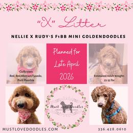 Goldendoodle puppies from Must Love Doodles