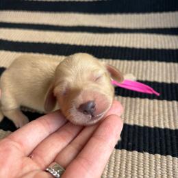 Lily - Cream female Dachshund puppy in Hawley, Texas from Little e Dachshunds