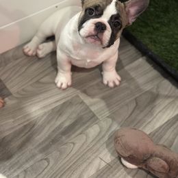 French Bulldog Puppies from Pawcific Coast Bullies