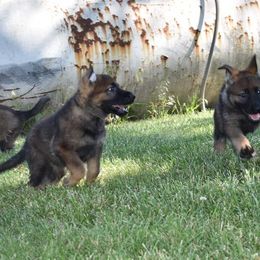 German Shepherd Puppies from Kruegerhaus German Shepherds