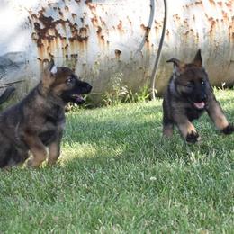 German Shepherd Puppies from Kruegerhaus German Shepherds