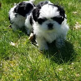 Shih Tzus from Country Blessed Shih Tzus