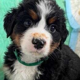 GREEN - Black rust and white male Bernese Mountain Dog puppy in White Lake, Michigan from Berner Bud Farm