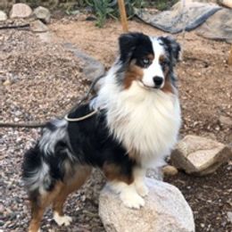 Hondo - Australian Shepherd